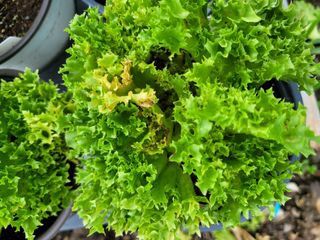 벼27320님의 상추 · 자유게시판 작성글 사진