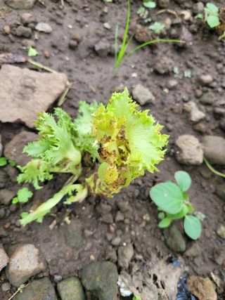 벼27320님의 상추 · 자유게시판 작성글 사진