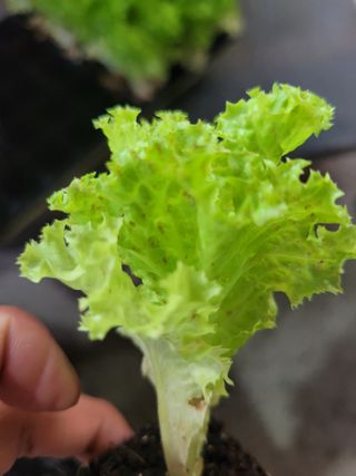 벼27320님의 상추 · 자유게시판 작성글 사진