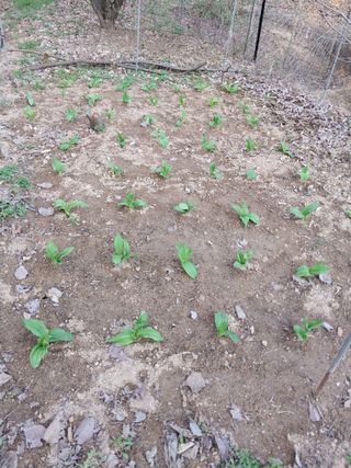 시골살이님의 자유주제 · 자유게시판 작성글 사진