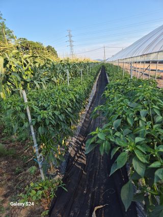 초보 농사꾼~~~ㅇ님의 자유주제 · 자유게시판 작성글 사진