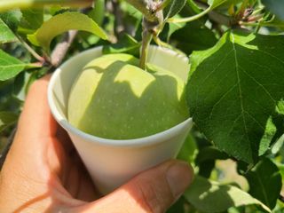 화성농원님의 사과 · 일상 작성글 사진