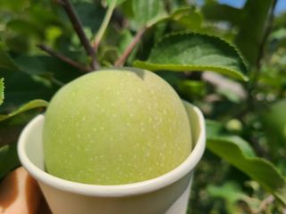 화성농원님의 사과 · 일상 작성글 사진