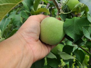 화성농원님의 사과 · 일상 작성글 사진