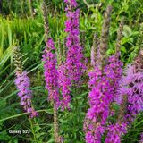 팜모닝 자유주제·자유게시판 게시글 이미지