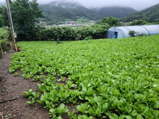 돌산갓스타님의 자유주제 · 자유게시판 작성글 사진