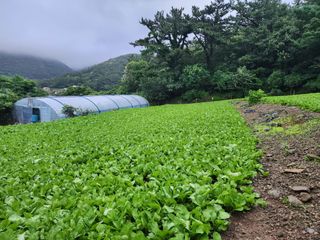 돌산갓스타님의 자유주제 · 자유게시판 작성글 사진