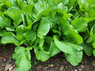 돌산갓스타님의 자유주제 · 자유게시판 작성글 사진