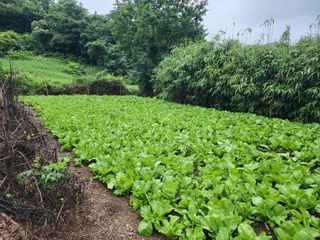 돌산갓스타님의 자유주제 · 자유게시판 작성글 사진