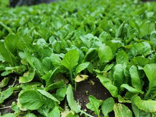 돌산갓스타님의 자유주제 · 자유게시판 작성글 사진