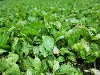 돌산갓스타님의 자유주제 · 자유게시판 작성글 사진