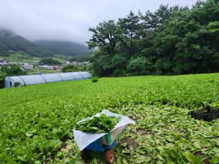 돌산갓스타님의 자유주제 · 자유게시판 작성글 사진