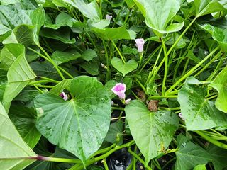 조선된장님의 고구마 · 영농일지 작성글 사진