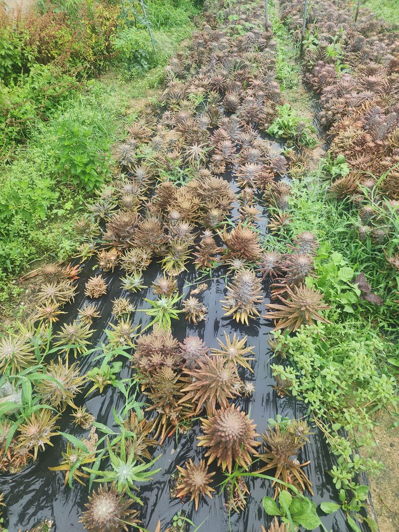 장터 상품 [와송 모종크기별 천원 500원 300원] 썸네일