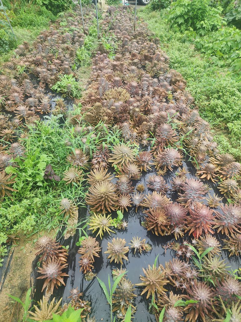 김금순자연산약초님의 장터 판매 상품 [와송 모종크기별 천원 500원 300원] 첨부 사진