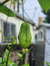 팜모닝 파·영농일지 게시글 이미지