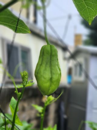 김금순자연산약초님의 파 · 영농일지 작성글 사진