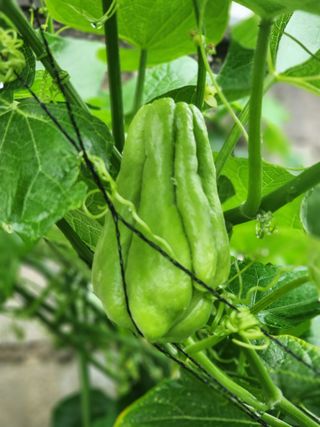 김금순자연산약초님의 파 · 영농일지 작성글 사진