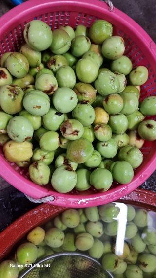 김금순자연산약초님의 파 · 영농일지 작성글 사진