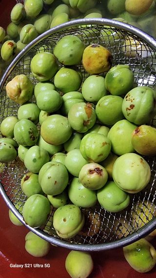 김금순자연산약초님의 파 · 영농일지 작성글 사진