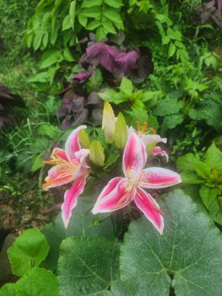 김금순자연산약초님의 파 · 영농일지 작성글 사진