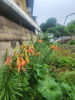 김금순자연산약초님의 파 · 영농일지 작성글 사진