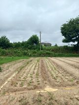 팜모닝 참깨·영농일지 게시글 이미지