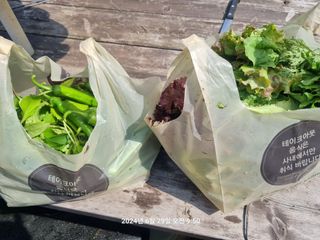 꿈사랑님의 양배추 · 영농일지 작성글 사진