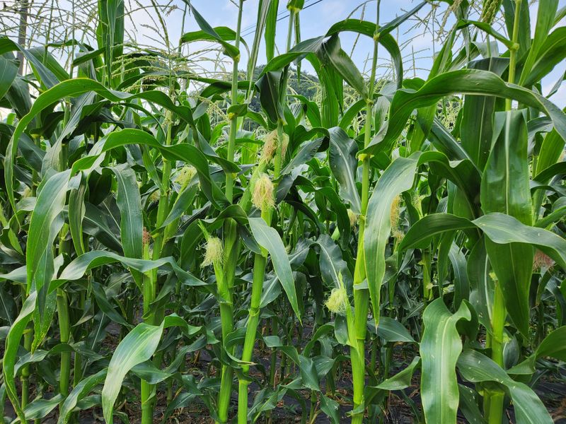 장터 상품 [대학찰옥수수 8kg] 썸네일