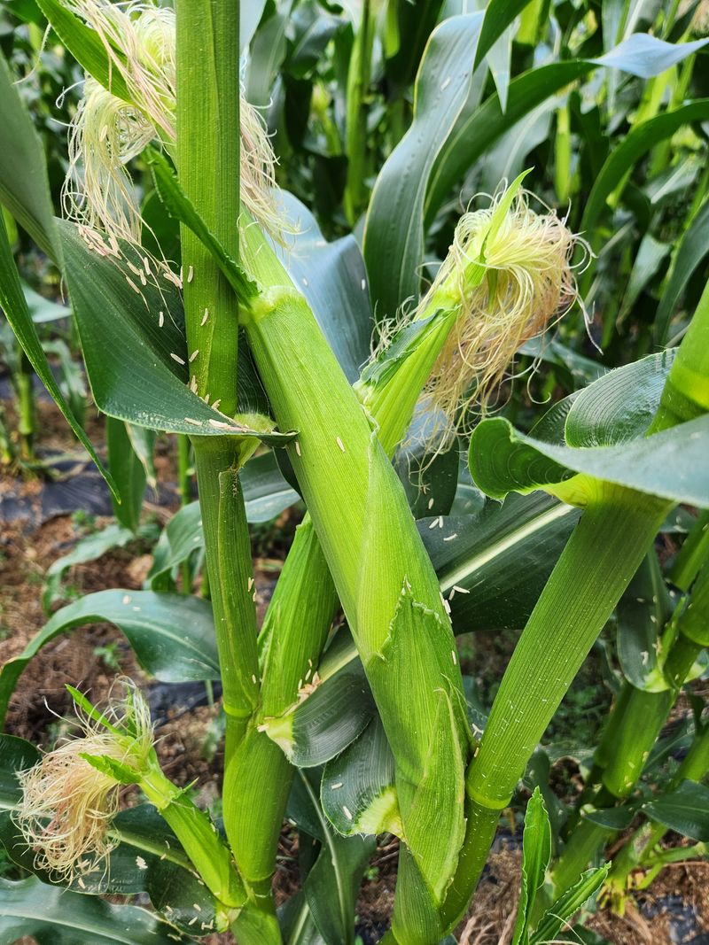  이순길 님의 장터 판매 상품 [대학찰옥수수 8kg] 첨부 사진