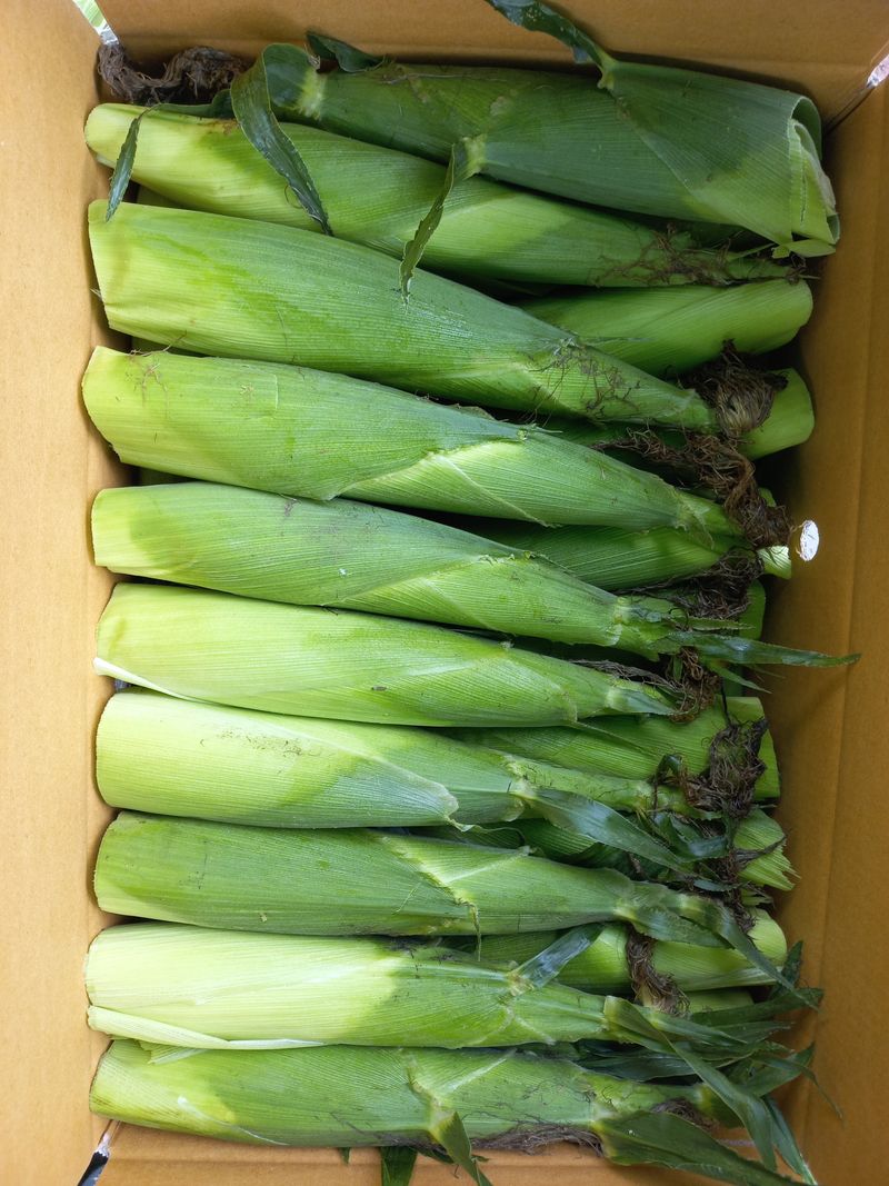  이순길 님의 장터 판매 상품 [대학찰옥수수 8kg] 첨부 사진