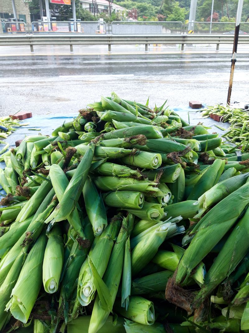  이순길 님의 장터 판매 상품 [대학찰옥수수 8kg] 첨부 사진