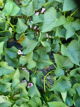 팜모닝 🍉여름을 나는 방법·참여글 게시글 이미지