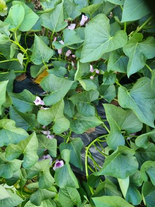 하버러지님의 🍉여름을 나는 방법 · 참여글 작성글 사진