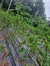 팜모닝 농사, 무엇이든 물어보세요!·참여글 게시글 이미지