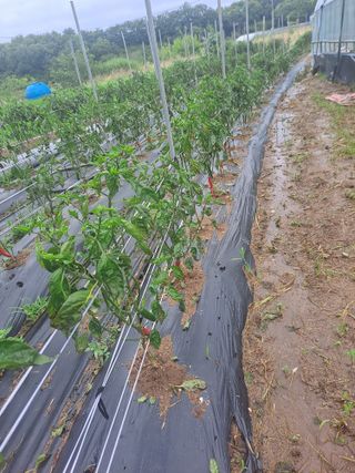 참깨12271님의 농사, 무엇이든 물어보세요! · 참여글 작성글 사진