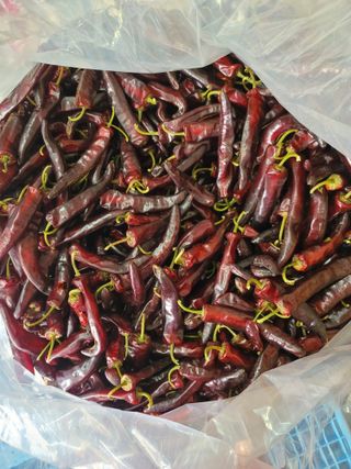 김문철님의 고추 · 수확 작성글 사진