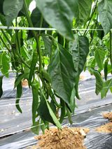 팜모닝 고추·영농일지 게시글 이미지