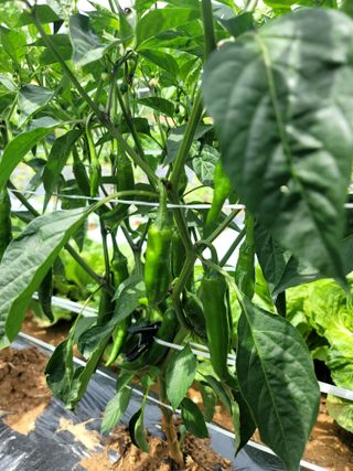 천지현황님의 고추 · 영농일지 작성글 사진