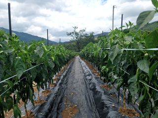 천지현황님의 고추 · 영농일지 작성글 사진