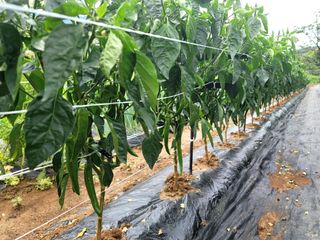 천지현황님의 고추 · 영농일지 작성글 사진