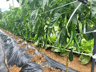 천지현황님의 고추 · 영농일지 작성글 사진