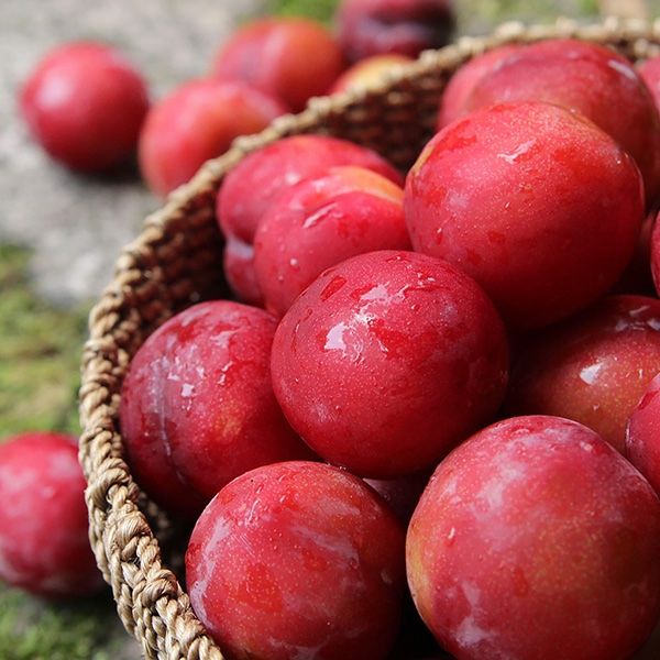 장터 상품 [새콤달콤 노지 자두 4.5kg 개당 30g 내외] 썸네일