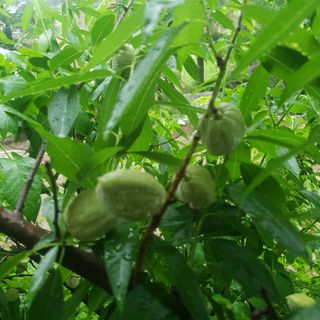 인생은 소풍처럼님의 농사, 무엇이든 물어보세요! · 참여글 작성글 사진