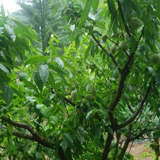 인생은 소풍처럼님의 농사, 무엇이든 물어보세요! · 참여글 작성글 사진