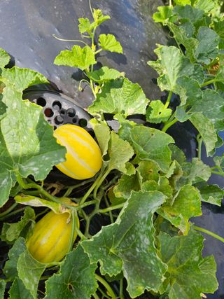 보리수치유농장님의 🍉여름을 나는 방법 · 참여글 작성글 사진