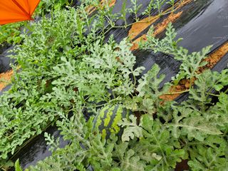 보리수치유농장님의 🍉여름을 나는 방법 · 참여글 작성글 사진