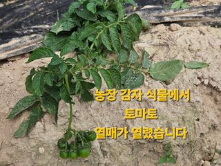 보리수치유농장님의 🍉여름을 나는 방법 · 참여글 작성글 사진