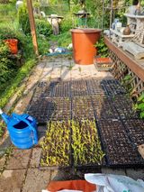 팜모닝 상추·영농일지 게시글 이미지