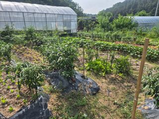 김영수님의 고추 · 영농일지 작성글 사진